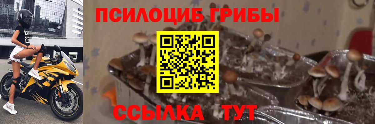 Галлюциногенные грибы Psilocybine cubensis  купить наркотик  Псилоцибиновые грибы Magic Shrooms  Озёрск  Вход с VPN 